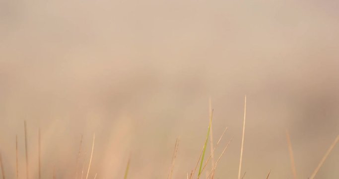 Ichu Grass in Andes Mountains, Peru