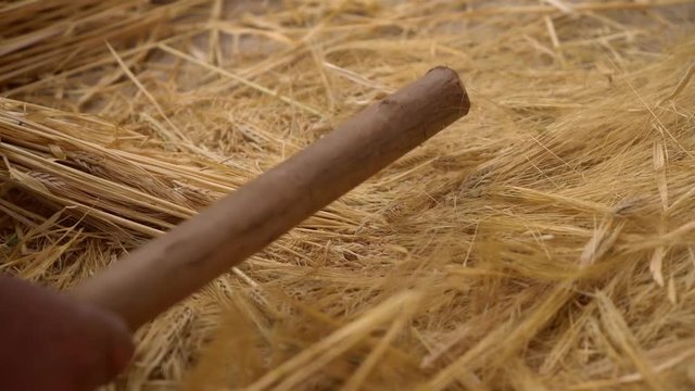 Wheat threshing, South America