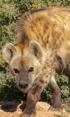 Hyena