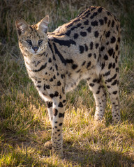 Serval