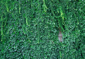 Lush green wall of hedera helix or creeper ivy carpet foliage pattern