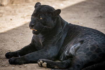 Onça Pintada / Jaguar (Panthera onca)