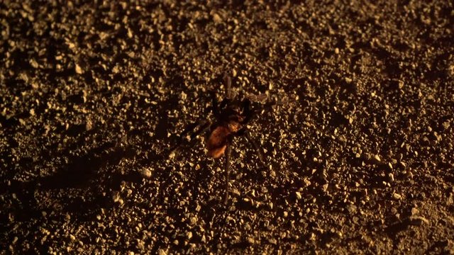 Bird spider in Peru
