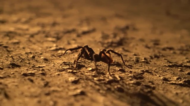 Bird spider in South America