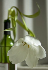 White tulip in wine bottle
