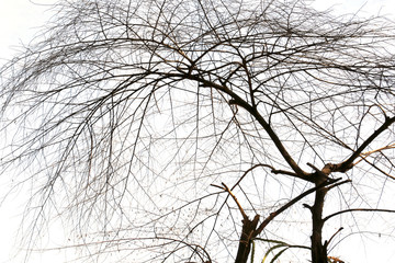 dark tone  of treetop isolated on white