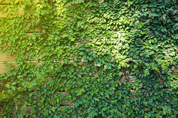 Fototapeta premium small green leaf on wall