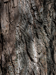 Fototapeta premium Texture detail of tree bark