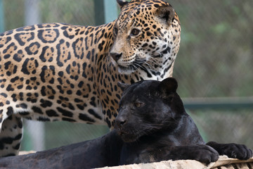 Onça Pintada / Jaguar (Panthera onca)