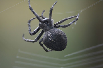 Araneus andrewsi weaves the web