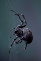 Araneus andrewsi weaves the web