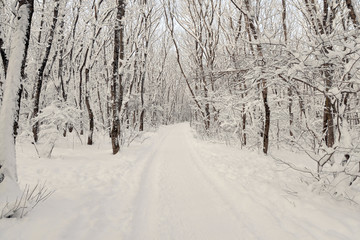 Obraz premium Winter forest landscape