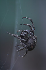 Araneus andrewsi weaves the web