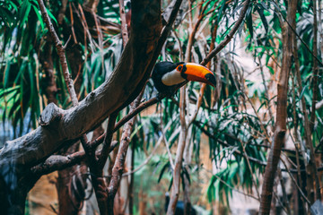 Toucan in the wild