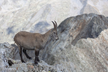Bouquetin sur la cime du Gélas dans le Mercantour