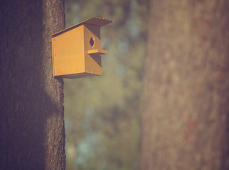 Yellow color bird cage on pine tree
