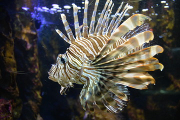 Poisson lion