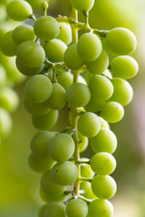 Bunch of juicy young white grapes close-up, vertical photo