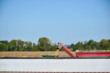Tractor emptying its load of harvested corn