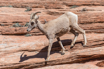 Zion National Park