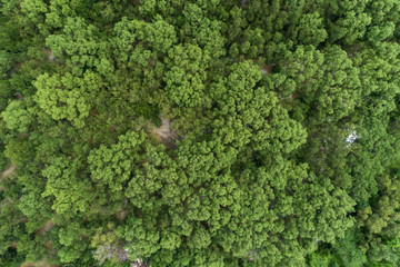 Forest growth trees,nature green mangrove forest backgrounds aerial view drone shot.