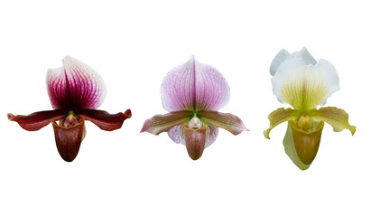 Set of beautiful orchid flowers isolated on white background