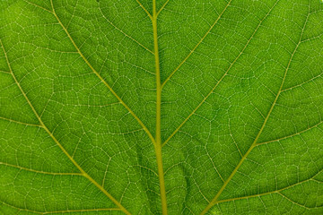 Fototapeta premium background. structural green leaf