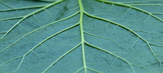 background. structural green leaf