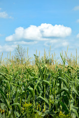 Green corn field in blue sky