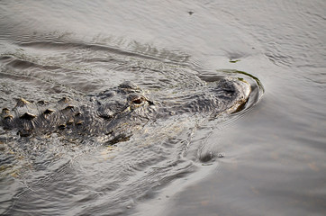 Alligator swimmimg