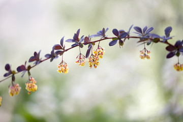 spring flowers close up