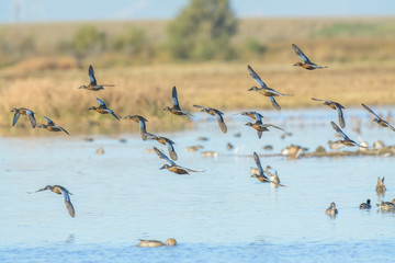 Wild ducks in flight above lake