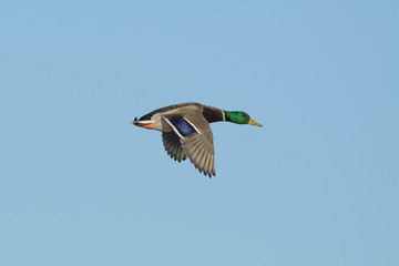 Single colorful mallard in air