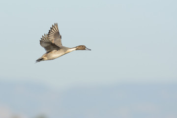 Single pintail duck in flight