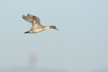 Graceful flying pintail duck in sky