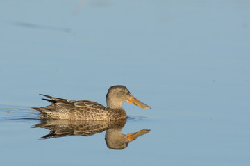 Floating single brown duck in lake