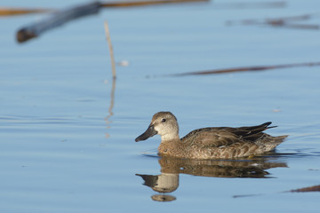 Swimming graceful duck in water