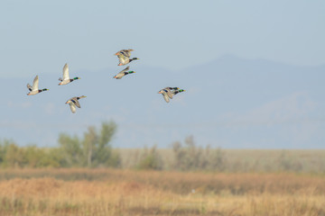 Wild mallard ducks flying in small flock