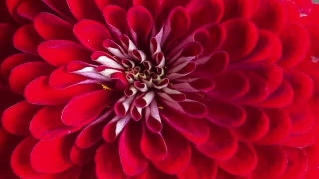 Blooming Red Zinnia Flower Close-up.