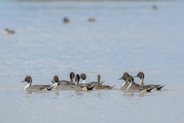 Northern Pintail Ducks in pond