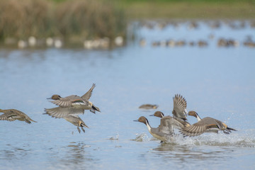Northern Pintail  flying over pond
