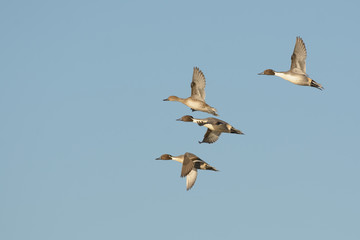 Group of Northern Pintail ducks in flight