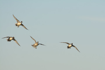 Northern Pintail  Ducks soaring into sky