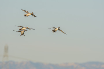 Northern Pintail Flying ducks