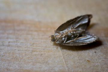 moth