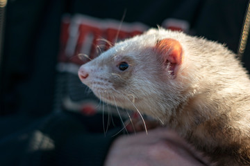 pet ferret