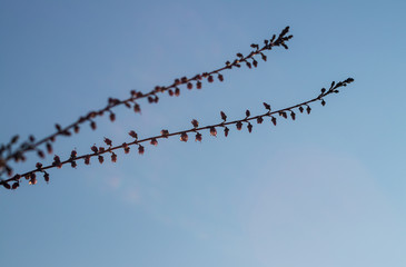 defocusing. branches of field plants on blue sky background