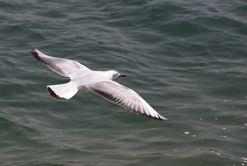 seagull above the ocean 