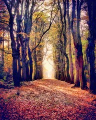 Oil painting. Art print for wall decor. Acrylic artwork. Big size poster. Watercolor drawing. Modern style fine art. Painting for sale. Beautiful autumn landscape. Wonderful  trees without leaves.