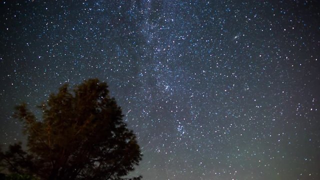 Night Sky Over Treetops. Shot In Lake County, California During The Perseids Meteor Shower.